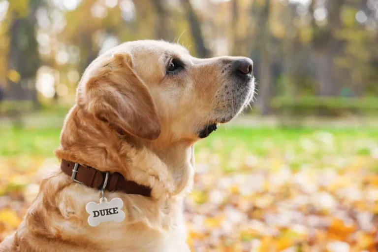 The Importance of Custom Dog Tags Why Every Pet Needs One