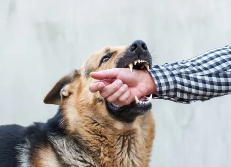What You Need to Know About Dog Bite Liability Laws