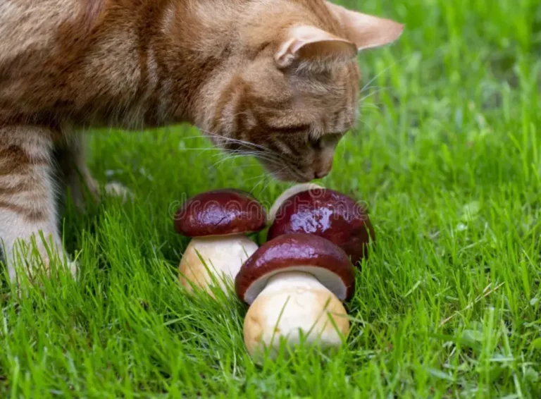 Choosing the Right Mushrooms for Your Cat’s Health Needs