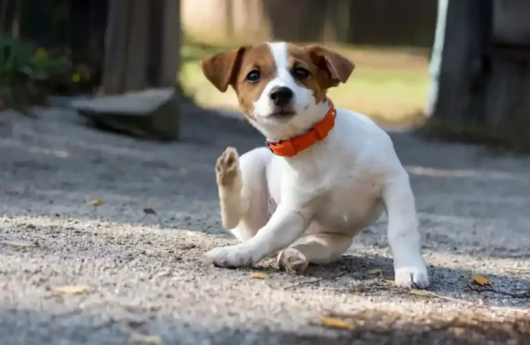 Top Natural Remedies to Soothe Itchy Skin in Dogs