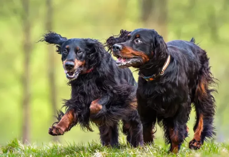 How CBD Treats Can Make Car Rides Easier for Pets