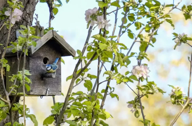 Why Is Fresh Air So Important in Bird Houses