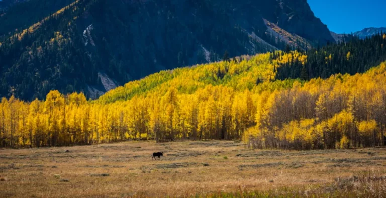 How Can You Experience Colorado’s Wild Terrain Like Never Before