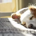 Creating a Safe Space for Your New Pet